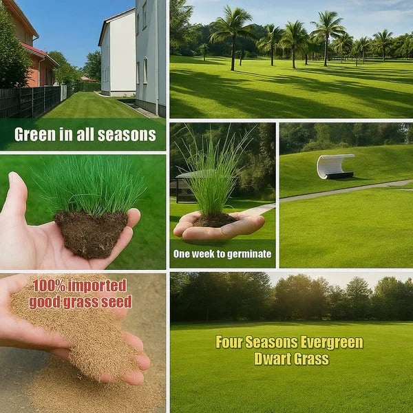 Four-Season Evergreen Dwarf Grass Growing Pack