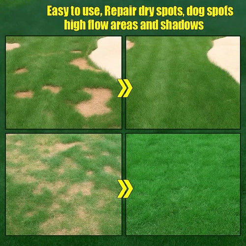 Four-Season Evergreen Dwarf Grass Growing Pack