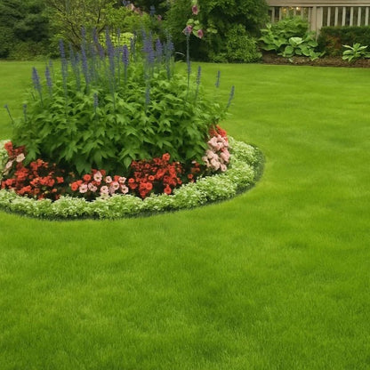 Four-Season Evergreen Dwarf Grass Growing Pack